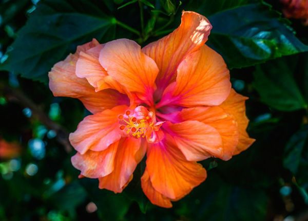 Perry, William 아티스트의 Tropical hibiscus flowers-Florida-Tropical hibiscus has many varieties작품입니다.